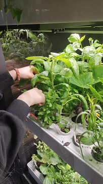 Умная теплица  "Дюймовочка" настольная Greenbar для выращивания цветов, ягод и пряных трав – портал поставщиков НСППО - 7